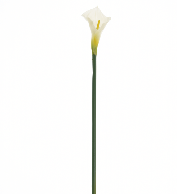 FLOR COPO DE LEITE IMPÉRIO