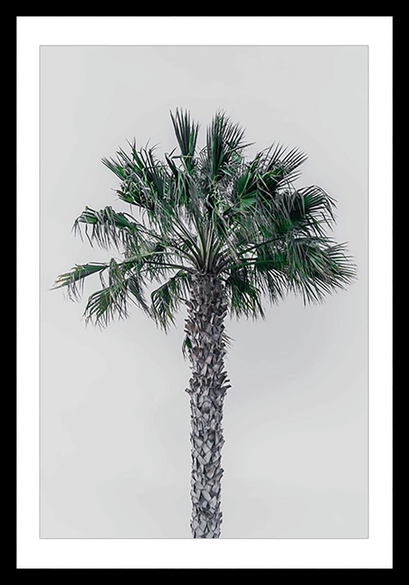 - Affiche coconut palm avec cadre noir 40x60 cm