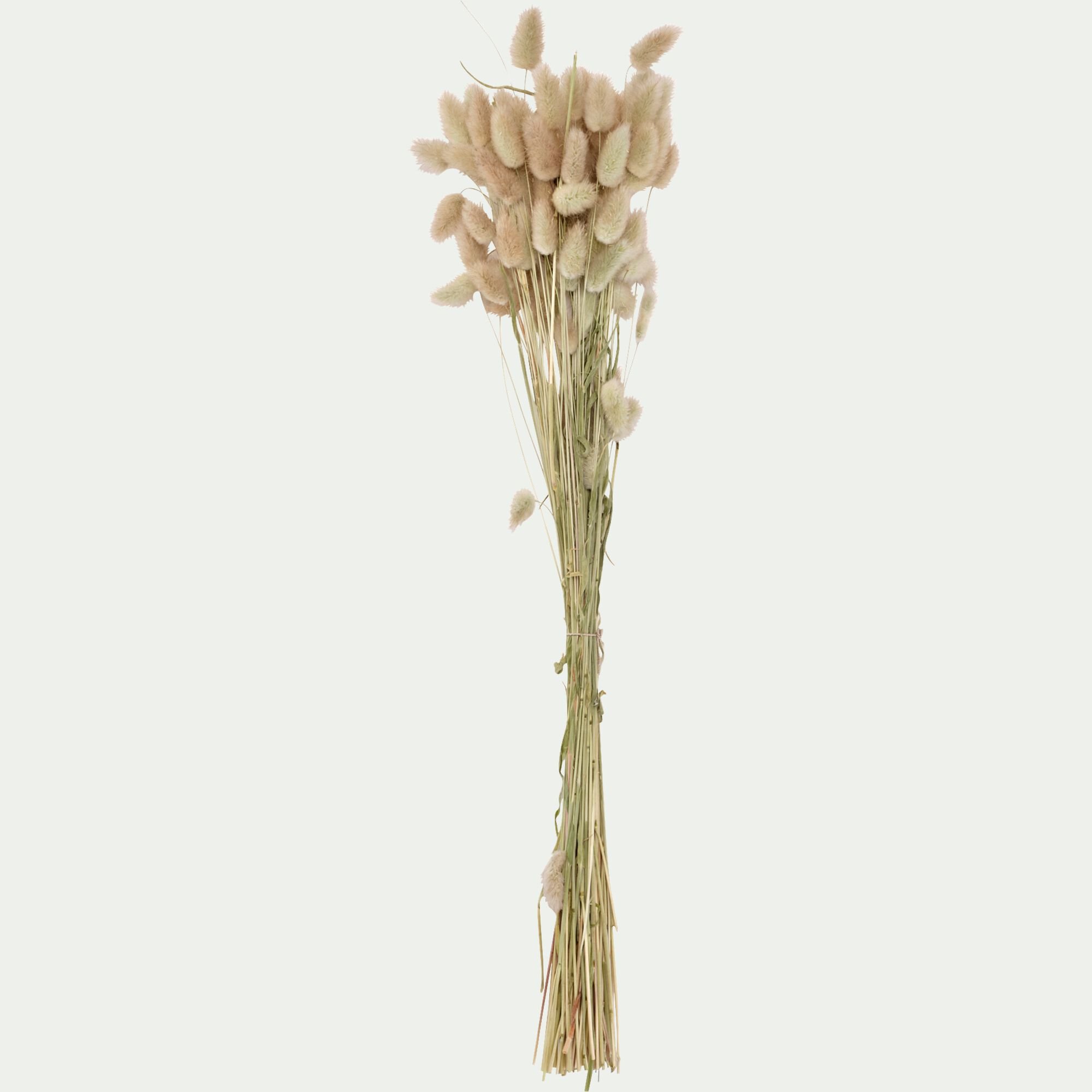 FLORALIE - Botte de lagure ovale séchée 50cm - beige