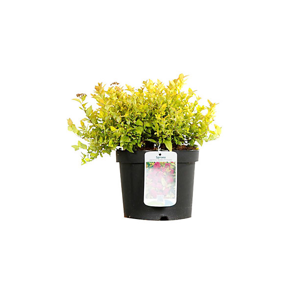 2 x Spirée Japonaise 'Golden Princess' - Spiraea japonica 'Golden Princess'- 25-30 cm pot