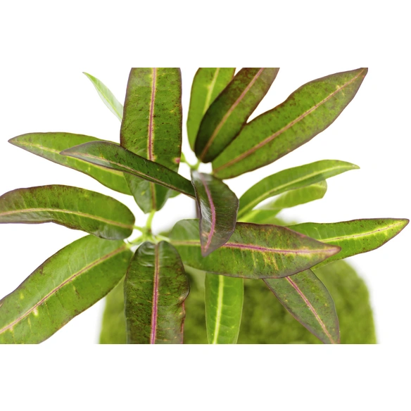 Kibonu Wunderstrauch, Codiaeum batic »Codiaeum Batic«