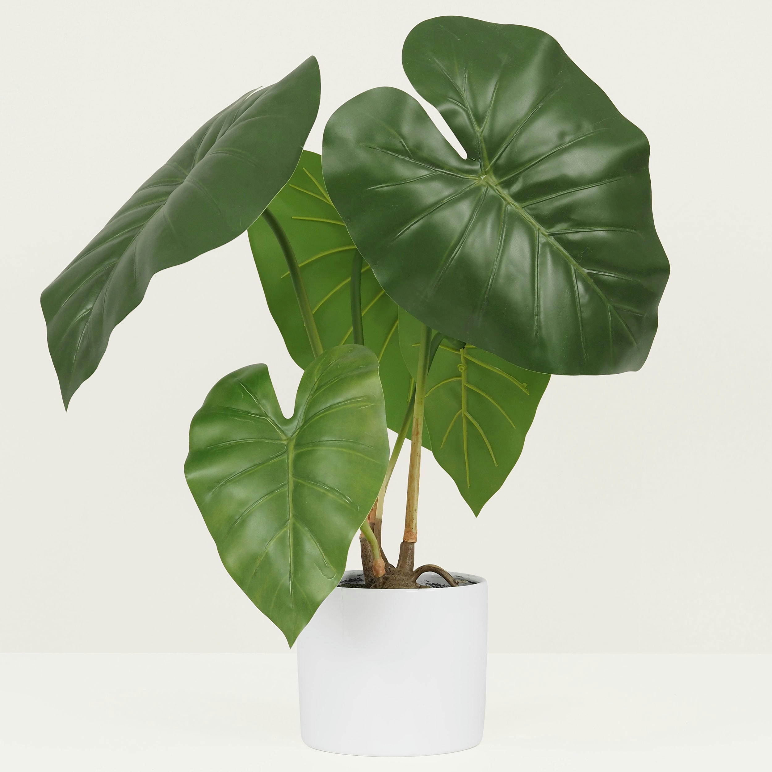 - Plante taro artificiel en pot céramique 55cm