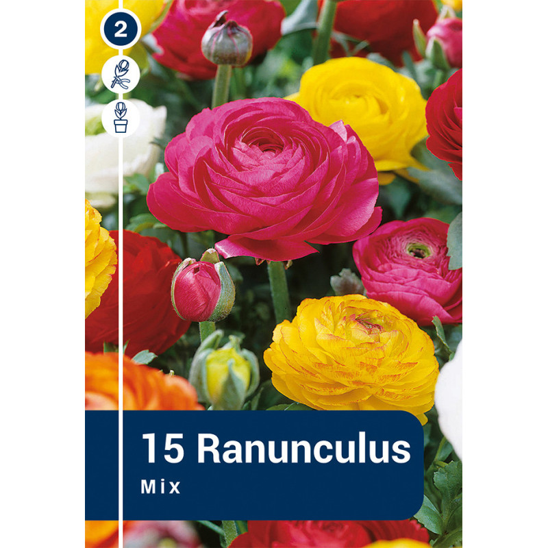 Bulbes de renoncules Mix 15 pièces