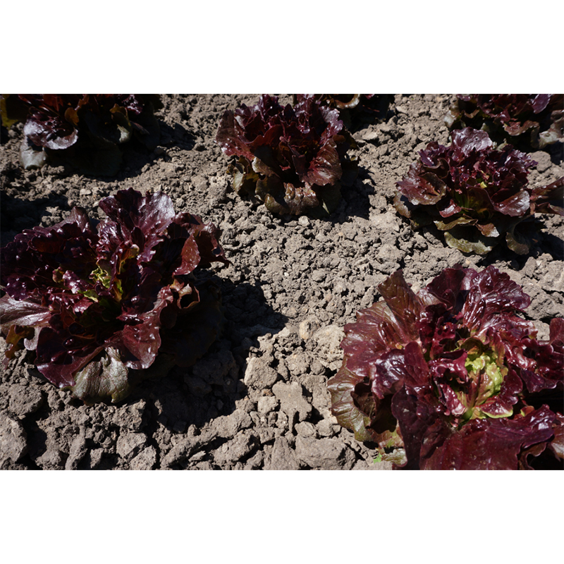 Sallat 'Florinred'