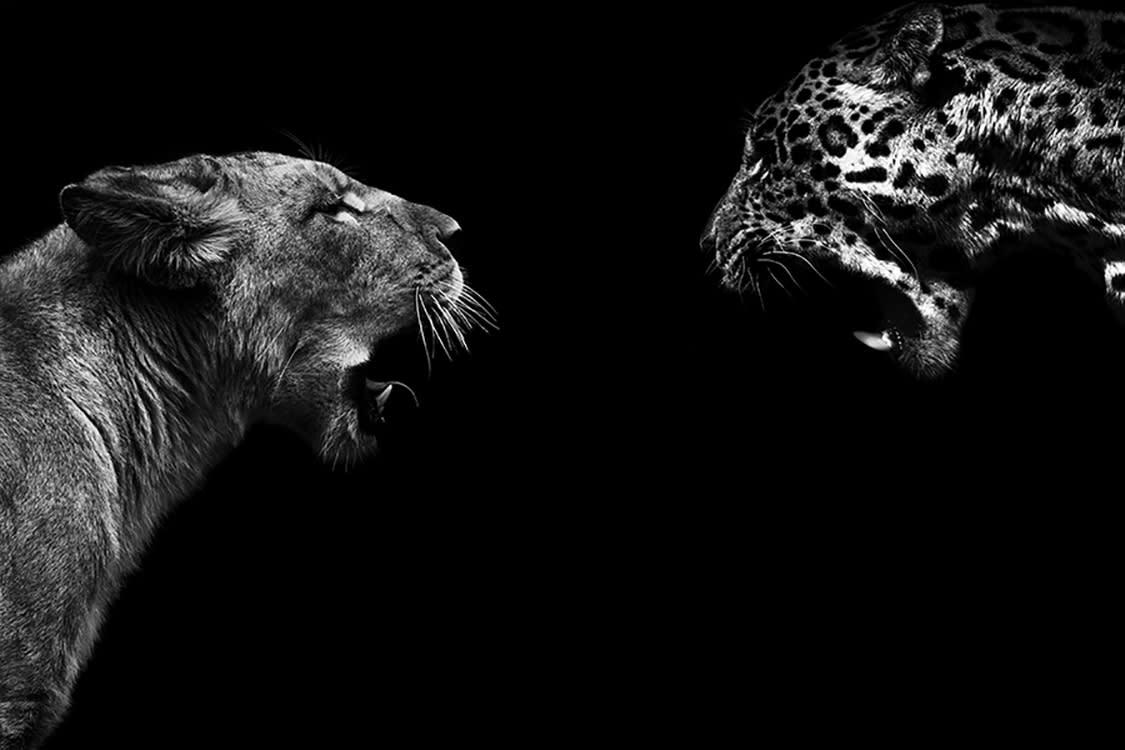 FÉLIDÉS - Photographie d'art de Guillaume Mordacq  30x45 cm sur plexi