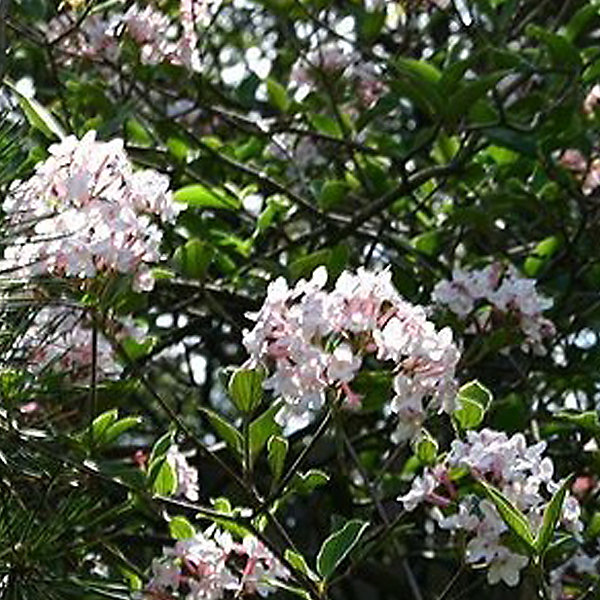 2 x Viorne du Burkwood - Viburnum burkwoodii- 40-60 cm pot