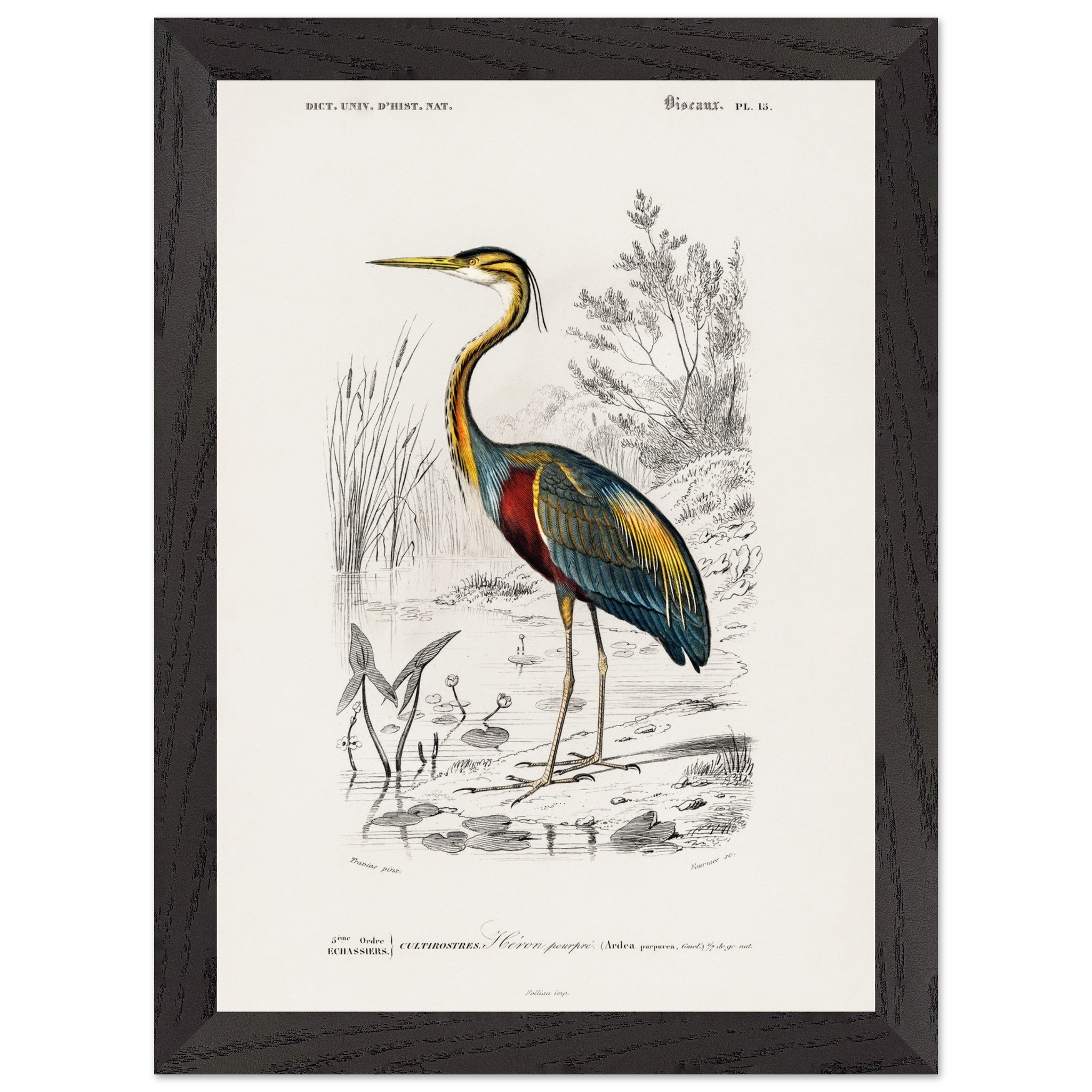 Artfulprints Poster met Lijst Charles Dessalines d'Orbigny - Purple heron (Ardea purpurea)  - A4 21x29.7 cm - Meerkleurig