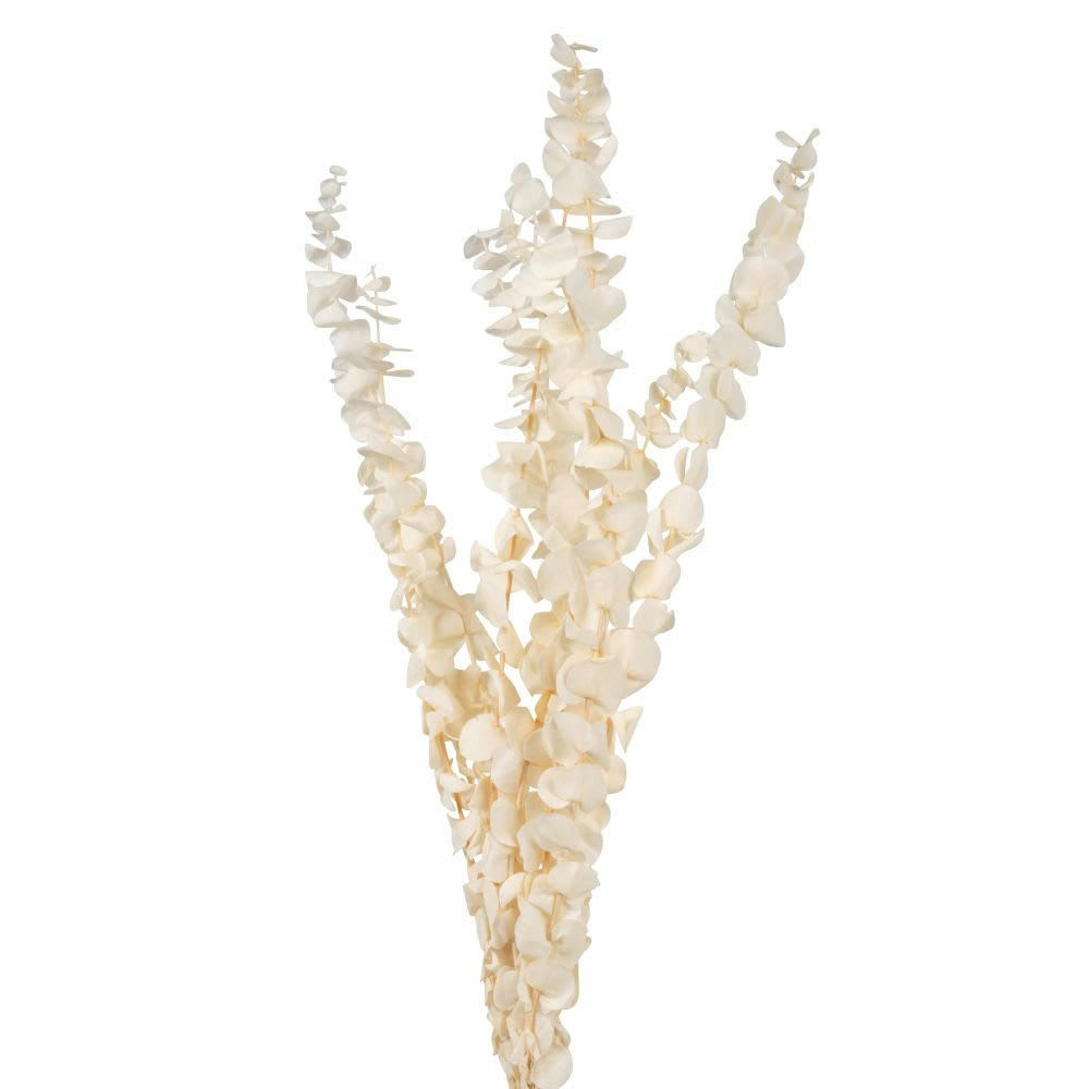 - Branche d'eucalyptus séché blanche