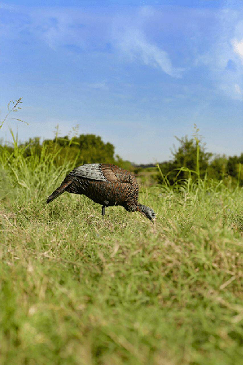 Flextone Thunder Chick Hunting Feeding Turkey Deocy