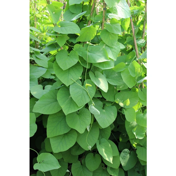 Pfeifenwinde, Aristolochia macrophylla, creme, winterhart