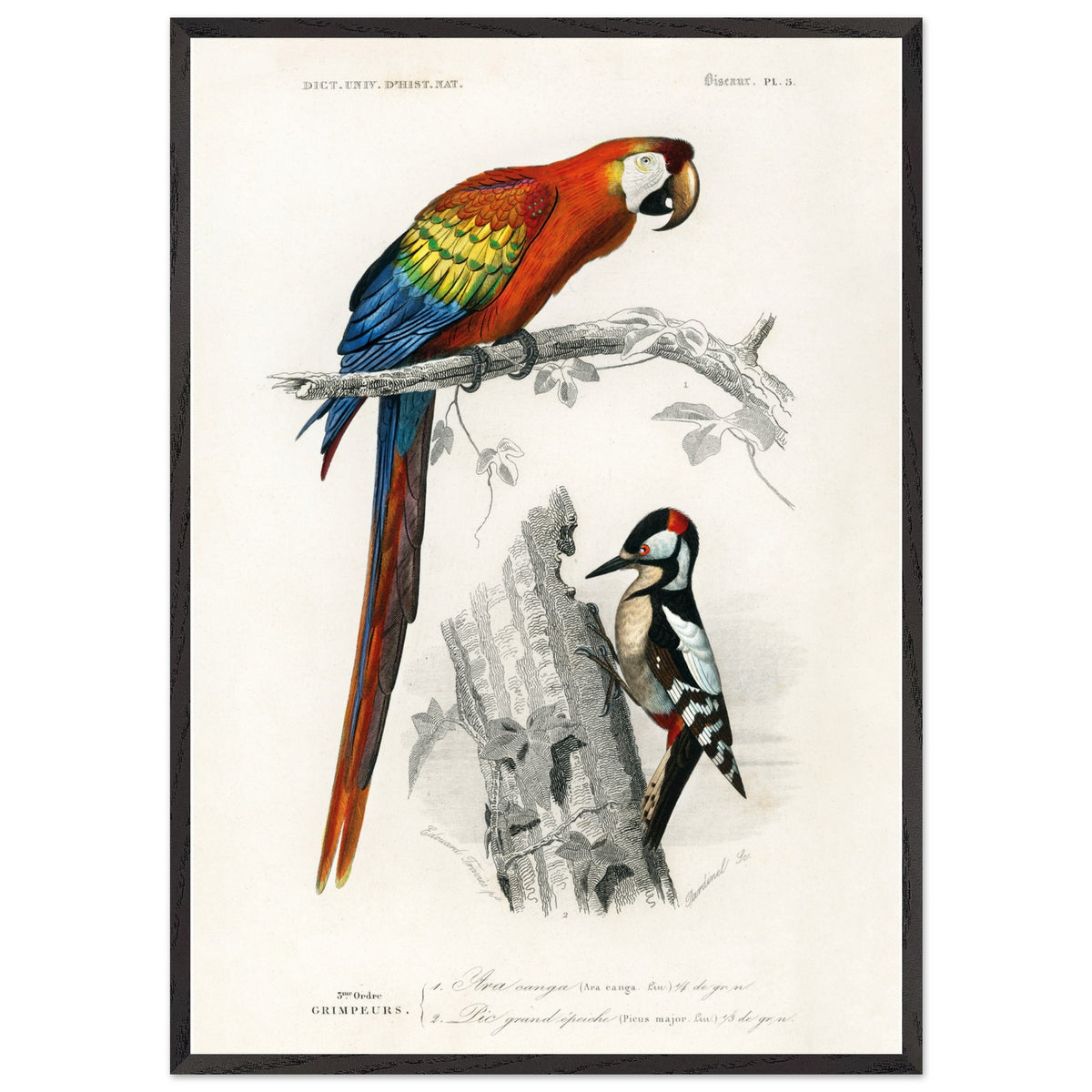 Artfulprints Poster met Lijst Charles Dessalines d'Orbigny - Different types of birds  - 70x100 cm - Meerkleurig