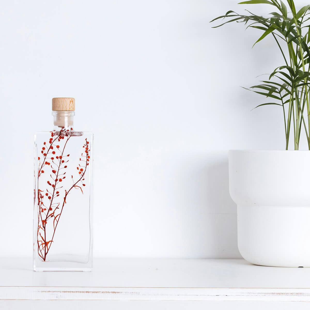 HERBARIUM DE THEOPHILE - Plante immergée Lepidium rouge