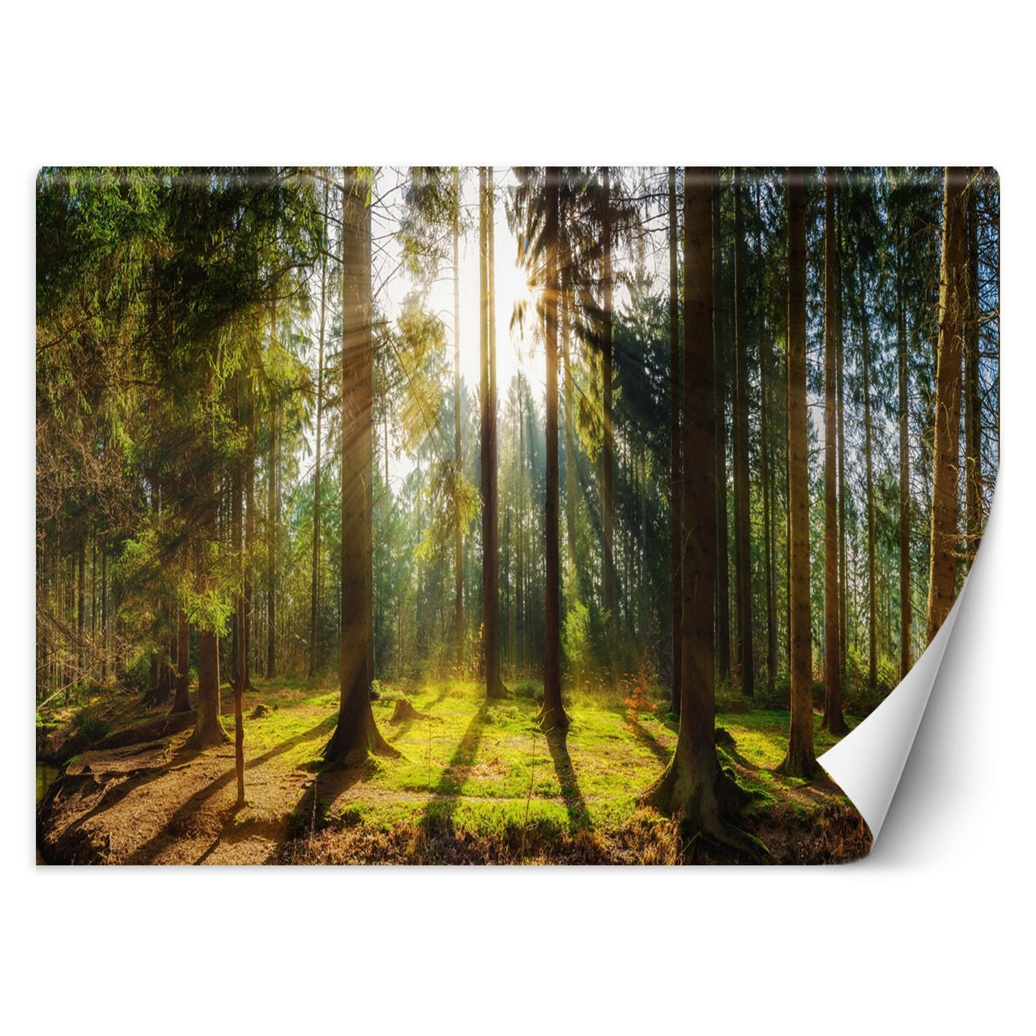 Feeby Fototapeta, Las w promieniach słońca natura krajobraz 150x105