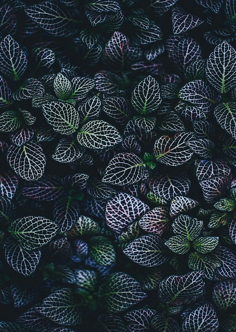 NATURE - Tableau métal feuilles 32x45