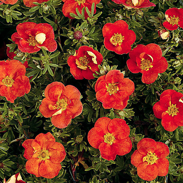 2 x Potentille arbustive 'Red Ace' - Potentilla fruticosa 'Red Ace'- 25-30 cm pot