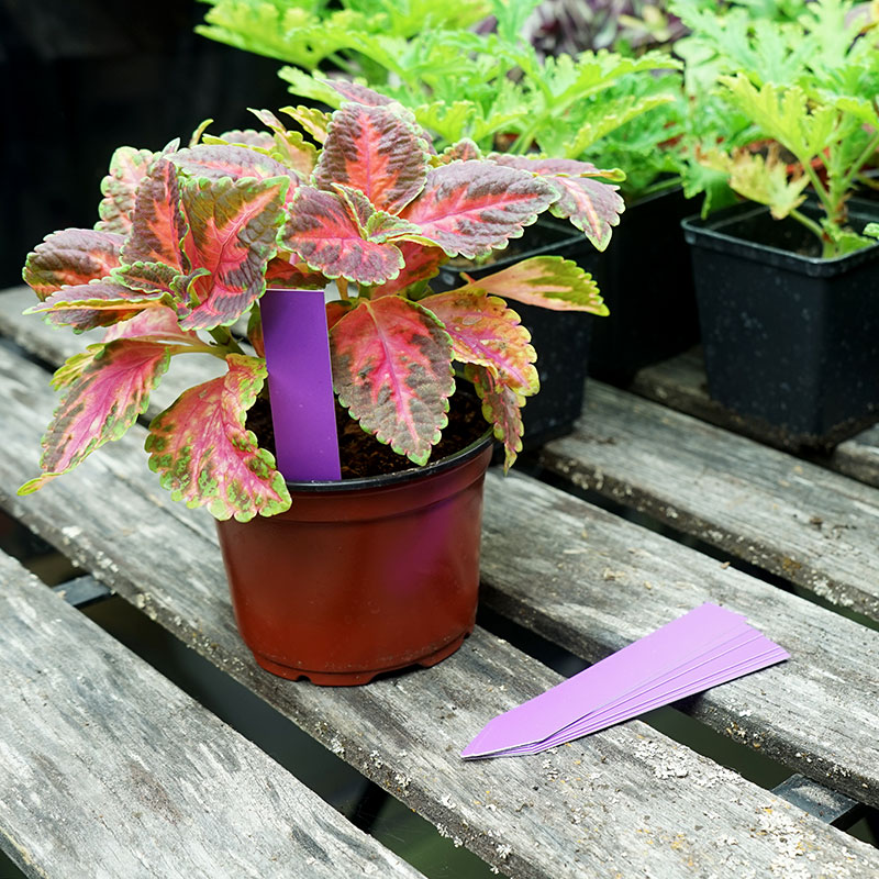 Plantetiketter 500-pack, lila