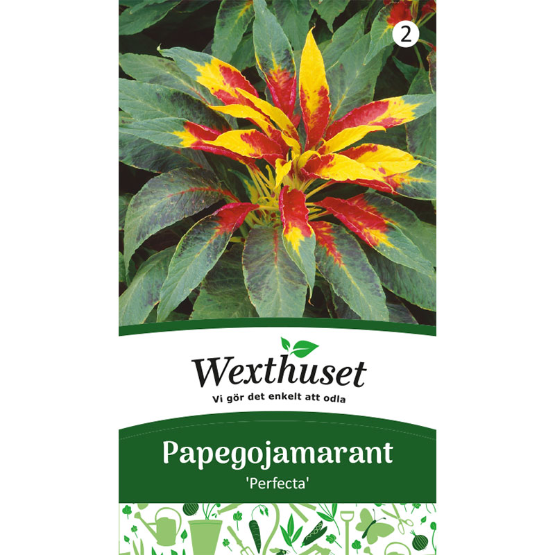 Papegojamarant 'Perfecta'