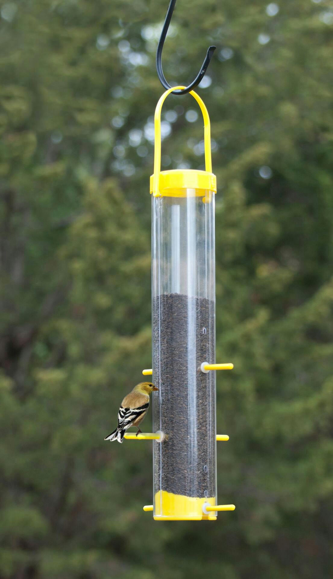 Classic Finch Bird Feeder
