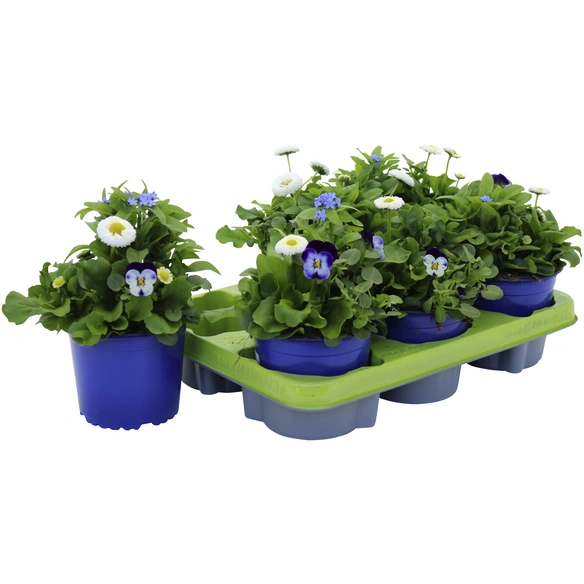 Querbeet-Frühlingsmix, Blütenfarbe: blau/weiß