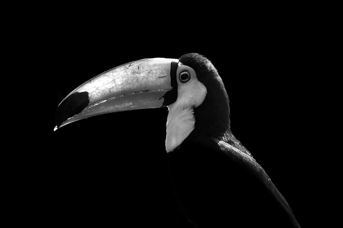 SOURIRE DU TOUCAN TOCO - Photographie d'art de Guillaume Mordacq  40x60 cm sur plexi
