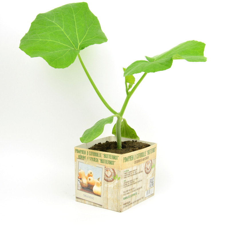Plant de courge butternut Pompoen