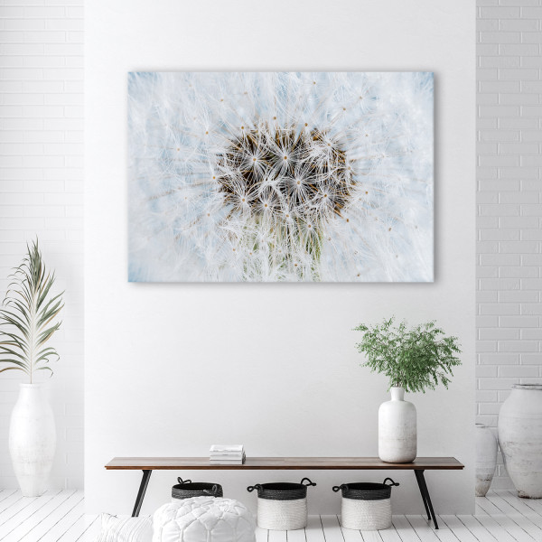 Feeby Obraz na płótnie, Dmuchawiec biały kwiaty 60x40