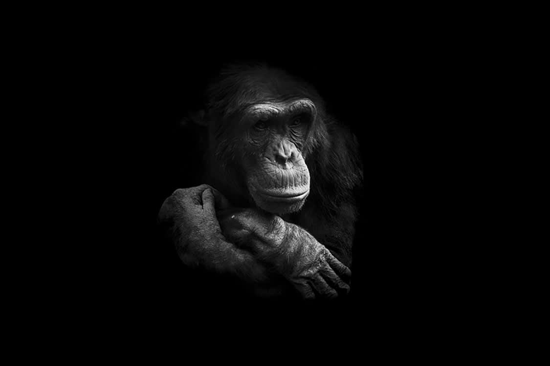 CHIMPANZÉ SONGEUR - Photographie d'art de Guillaume Mordacq  40x60 cm sur plexi