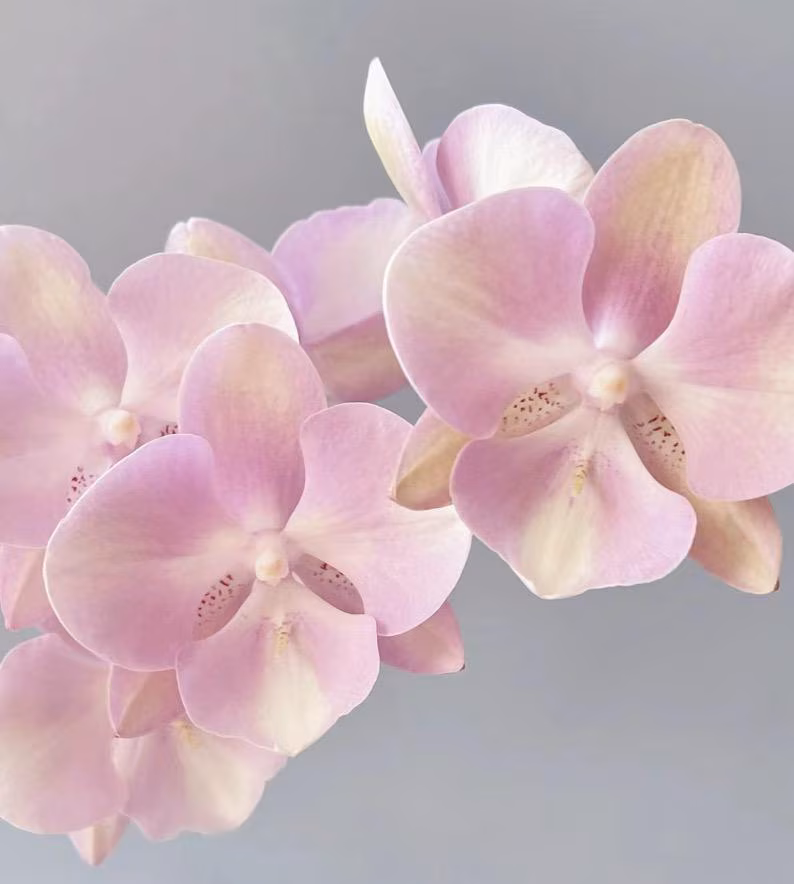 Phal. Venetian Carnival, multiflora, pretty big flowers!