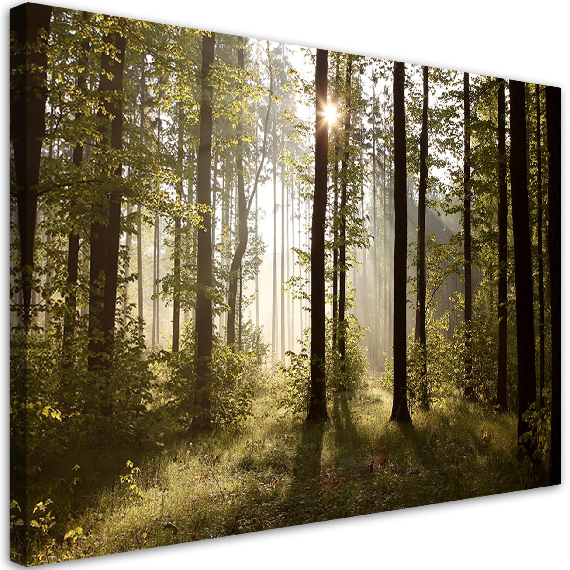 Feeby Obraz, Poranek w lesie 60x40