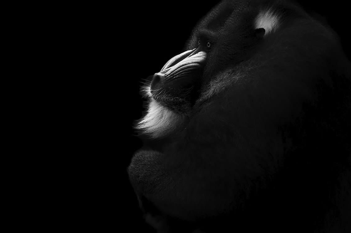 SONGE DE MANDRILL - Photographie d'art de Guillaume Mordacq  60x90 cm sur plexi