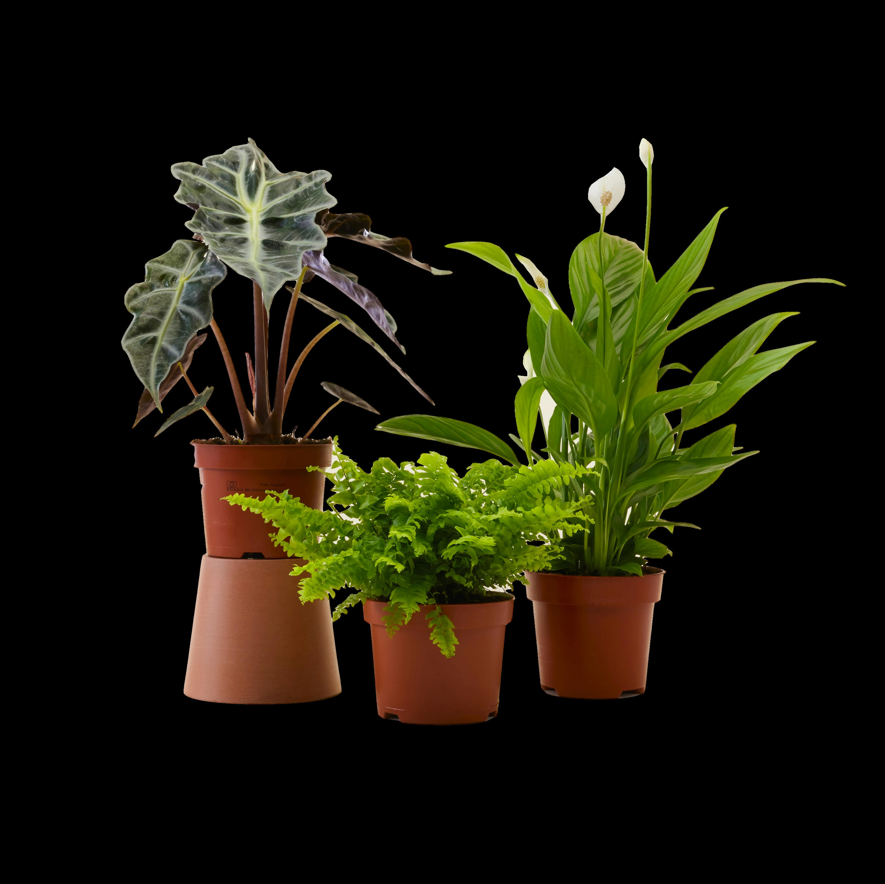 - Plante d'intérieur x3 - Spathiphyllum, Musa, Nephrolepis