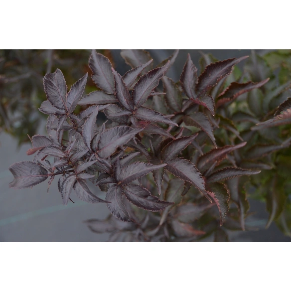 Holunder, Sambucus nigra »Black Tower-R«, Blätter: rot/schwarz, Blüten: weiß