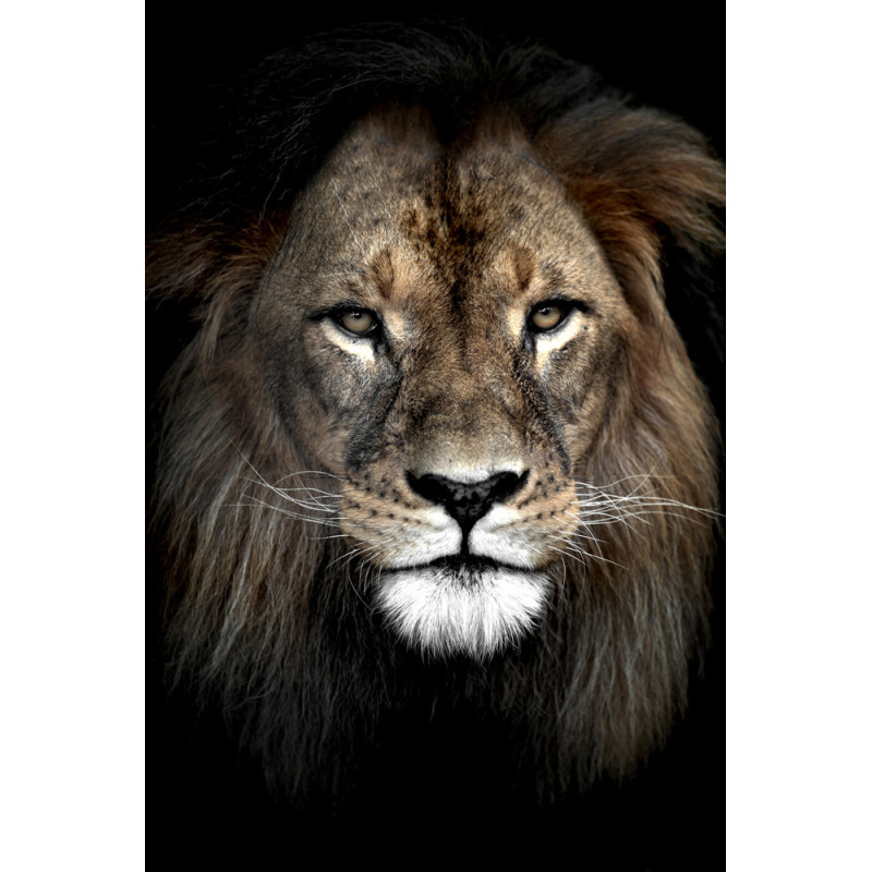 Toile Lion 45 x 65 cm CEANOTHE