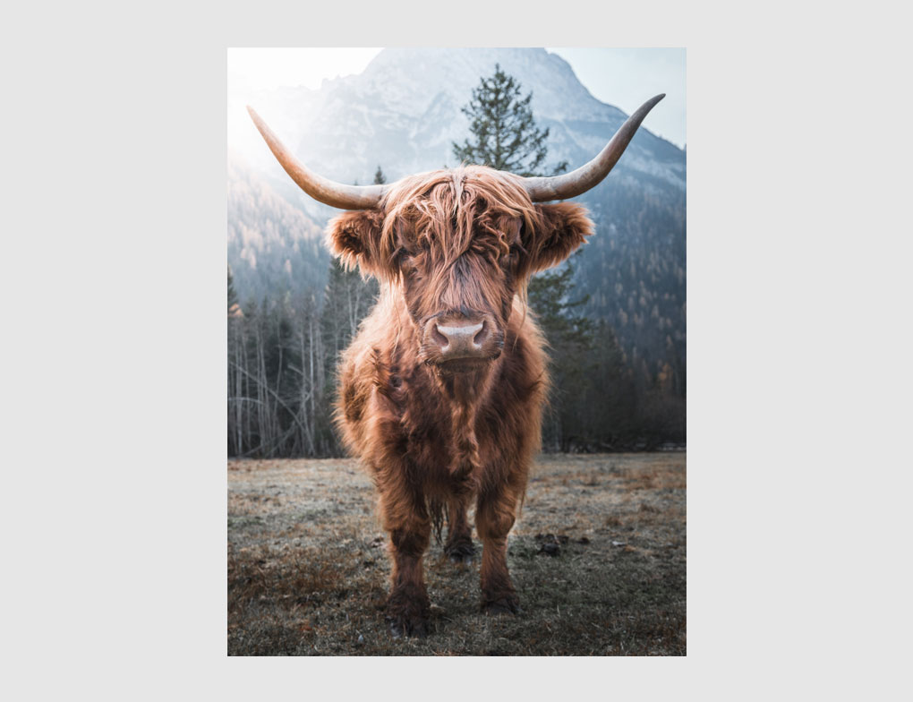 Bild Hochlandrind