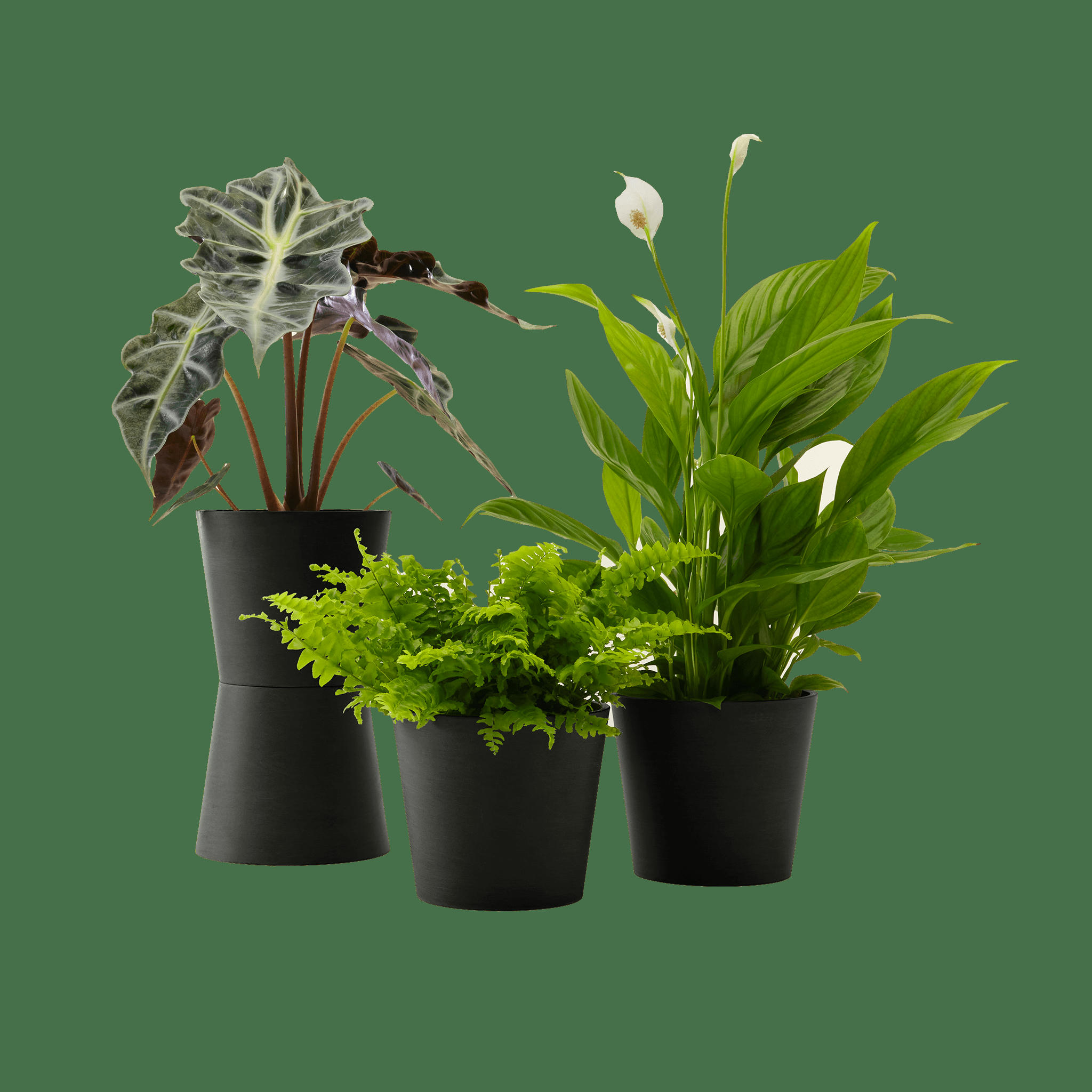 - Plante - Spathiphyllum, Bananier, Nephrolepis pot noir