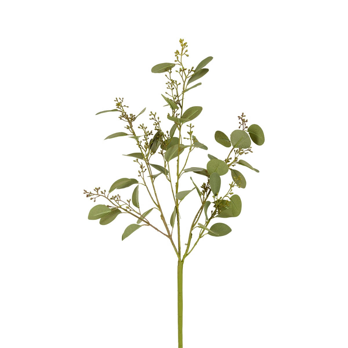 - Eucalyptus avec baies