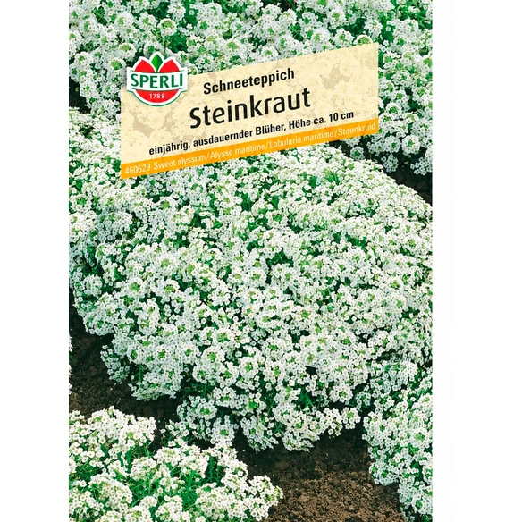 Steinkraut »Schneeteppich«, einjährig, bodendeckende Duftpflanze, Höhe ca. 15 cm