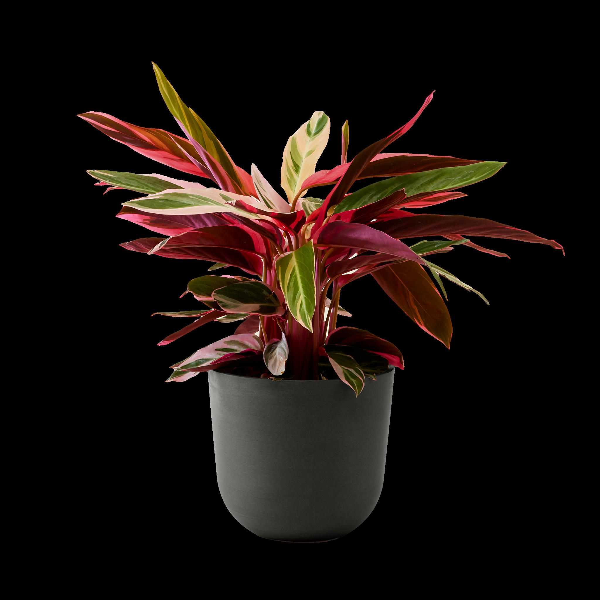- Plante - Calathea triostar 85 cm en pot noir