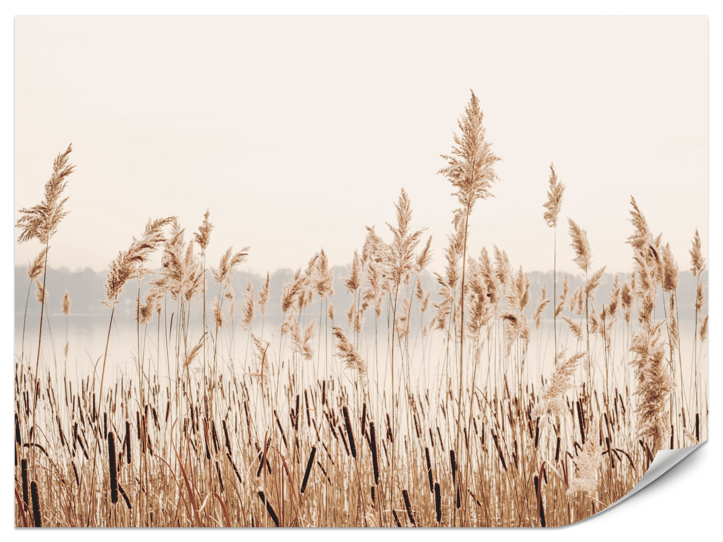 Fototapeta Kłosy trzciny pospolitej 100x70cm