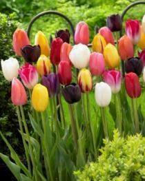Bulbs Are Easy, Single Late Tulip Bulbs, Assorted Varieties, Home Garden