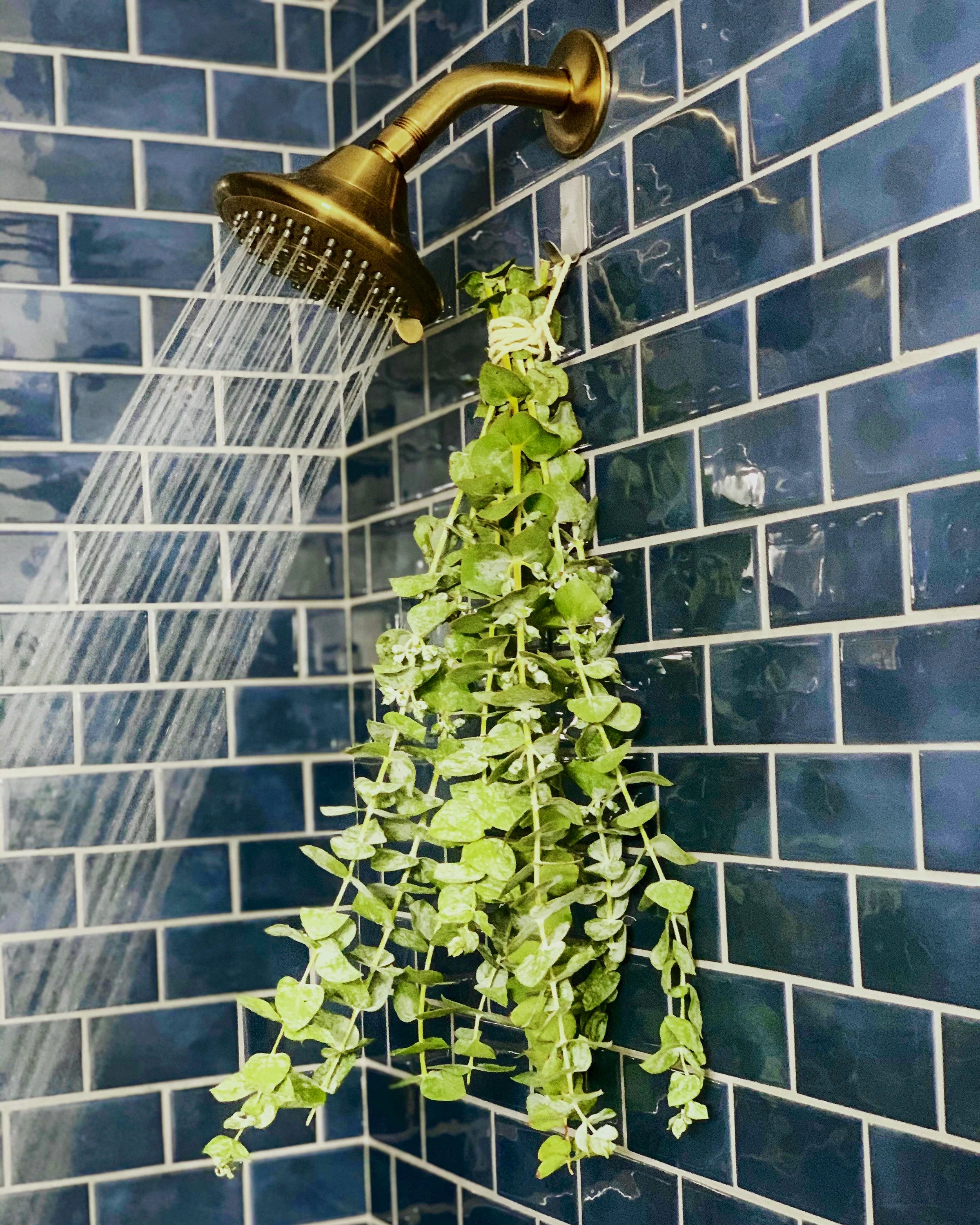 Fresh Eucalyptus Shower Bundle, Hanging Bathroom Plant Bunch, Fresh Shower Eucalyptus, Natural Bath Houseplant Gift, Plants for Bathroom