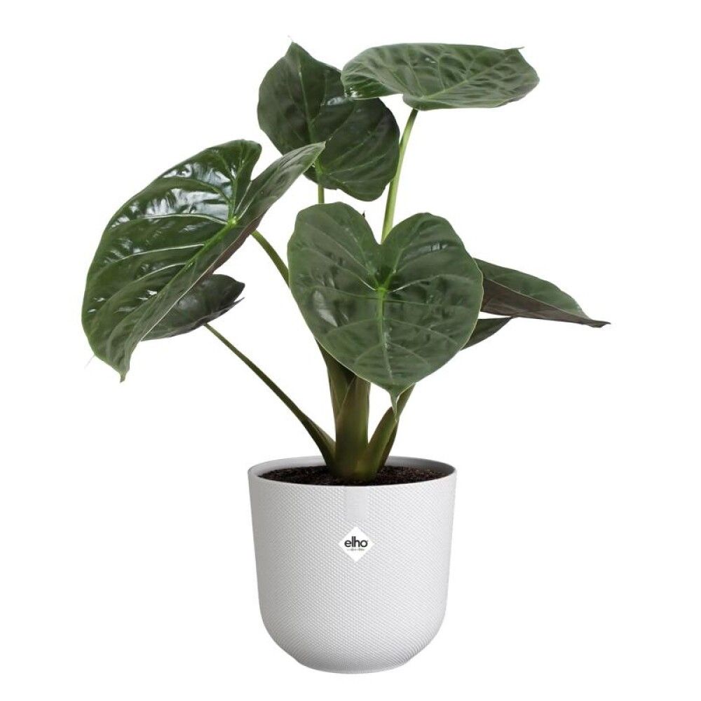 INNENDØRS POTTE ELHO JAZZ ROUND SILKY WHITE Ø14CM
