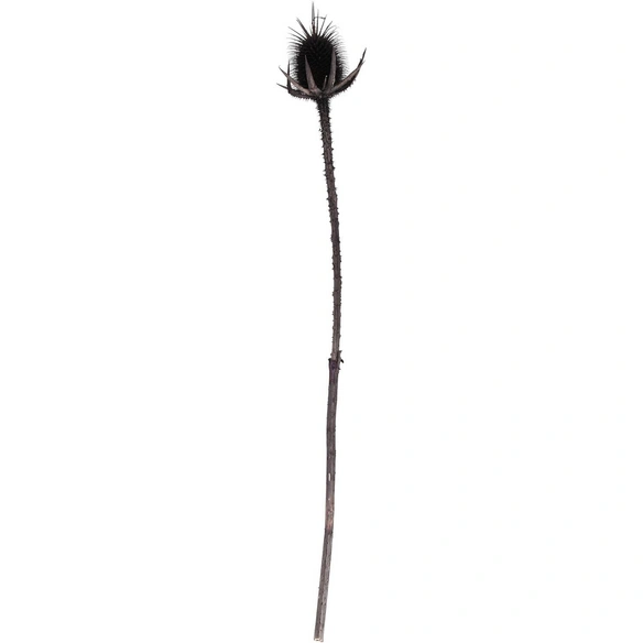 Trockenblumen »Distel«