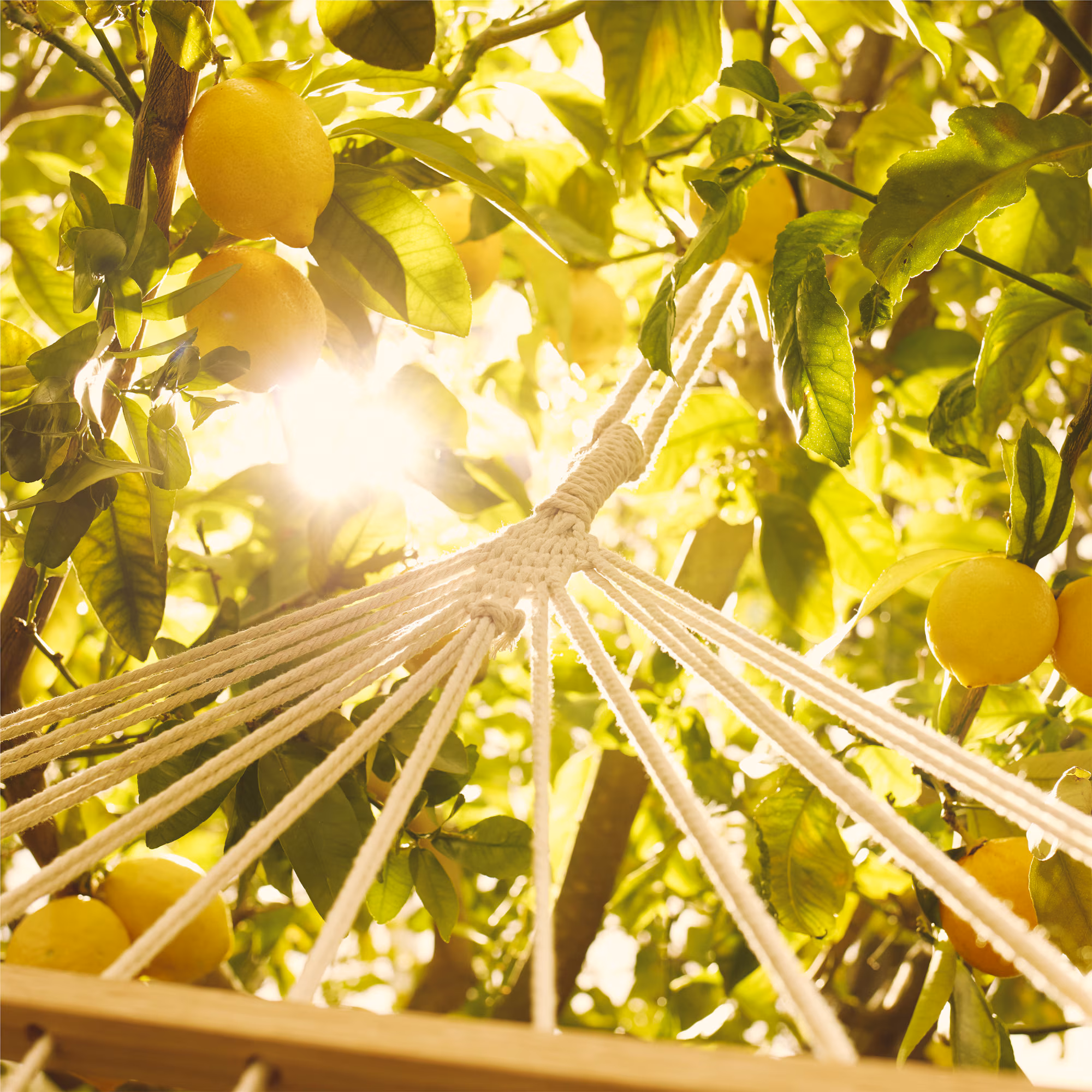 REPLICA UNDER THE LEMON TREESEau de toilette