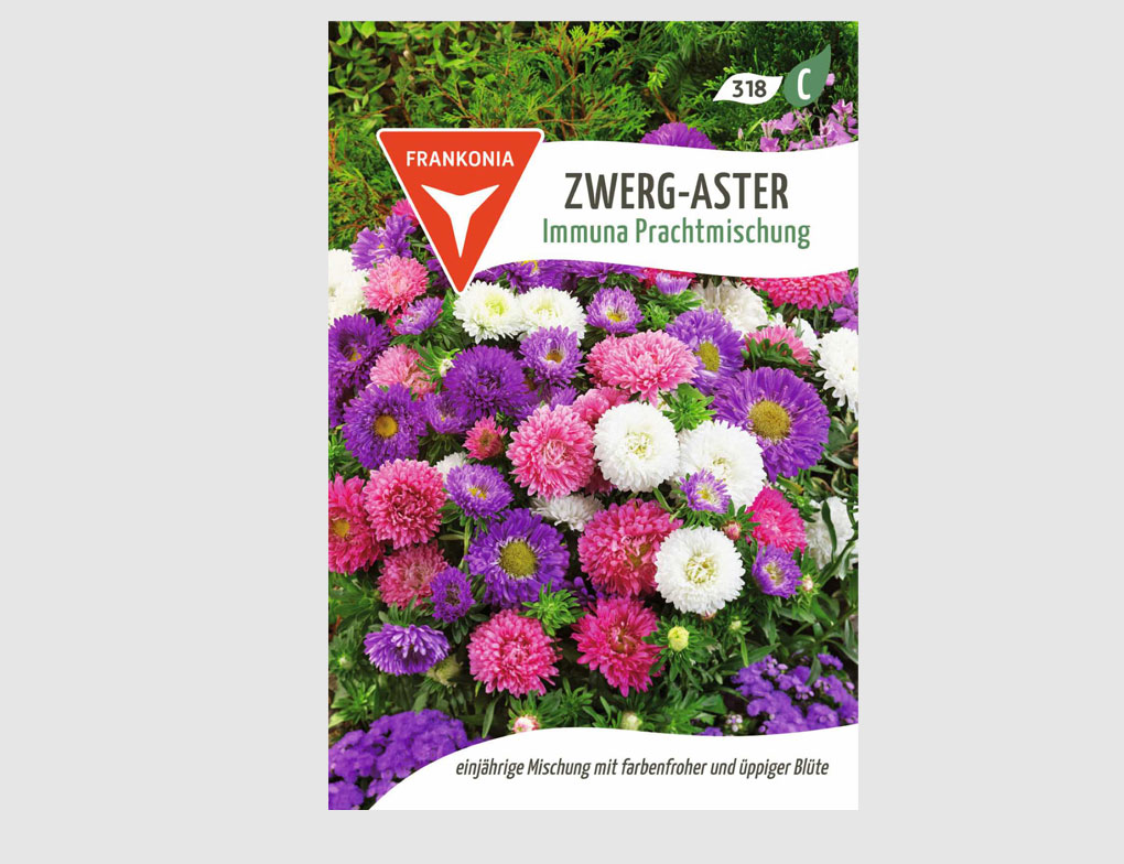 Zwerg-Aster Immuna