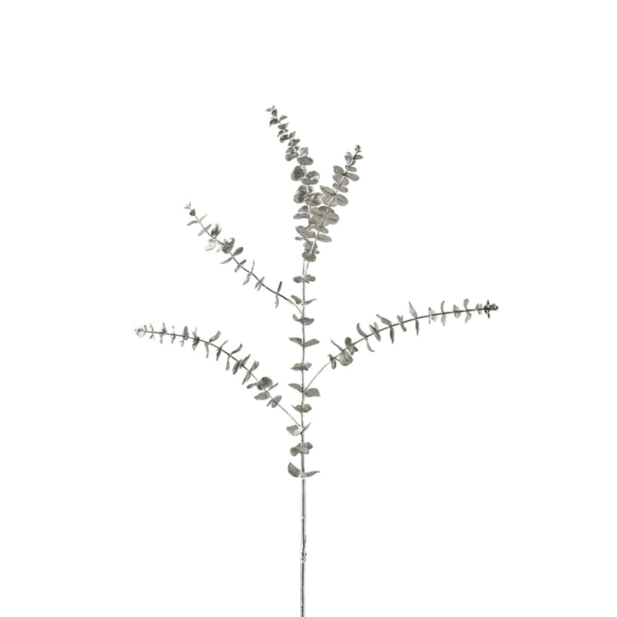 NOËL - Eucalyptus argenté h116