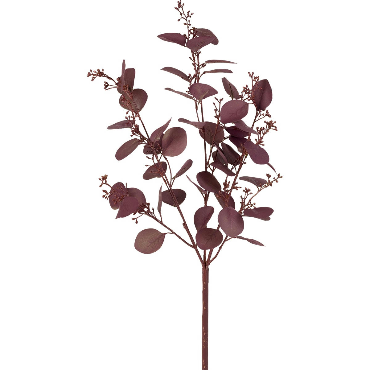 - Eucalyptus et graines h60