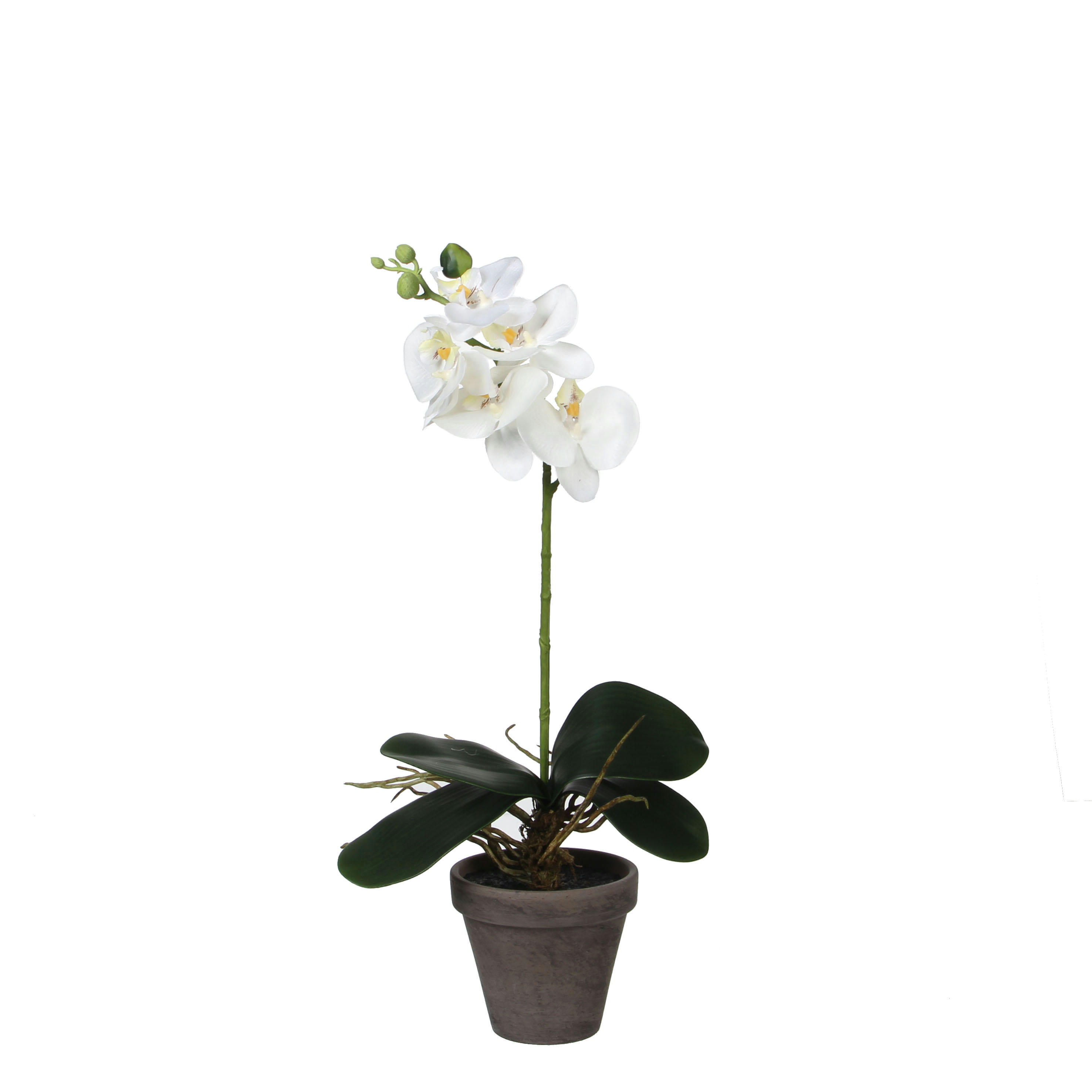 - Orchidée artificielle blanc en pot H48