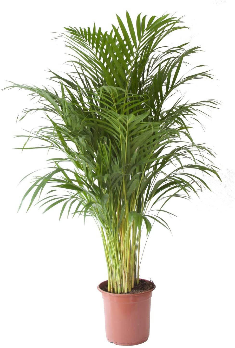 - Plante d'intérieur - Palmier areca de 120cm