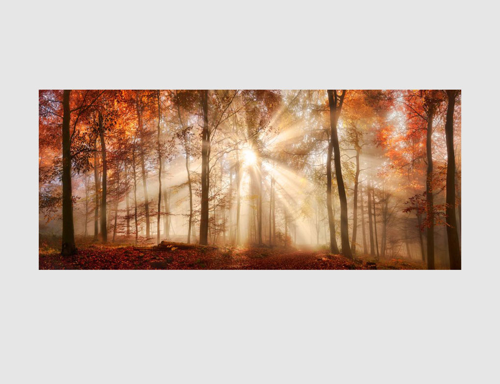 Bild Sonnenwald